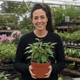 1 Jalapeno Chilli Pepper Plant, Garden Ready, Grow Your Own Hot Peppers, 2 Litre Root Ball - Frankton's