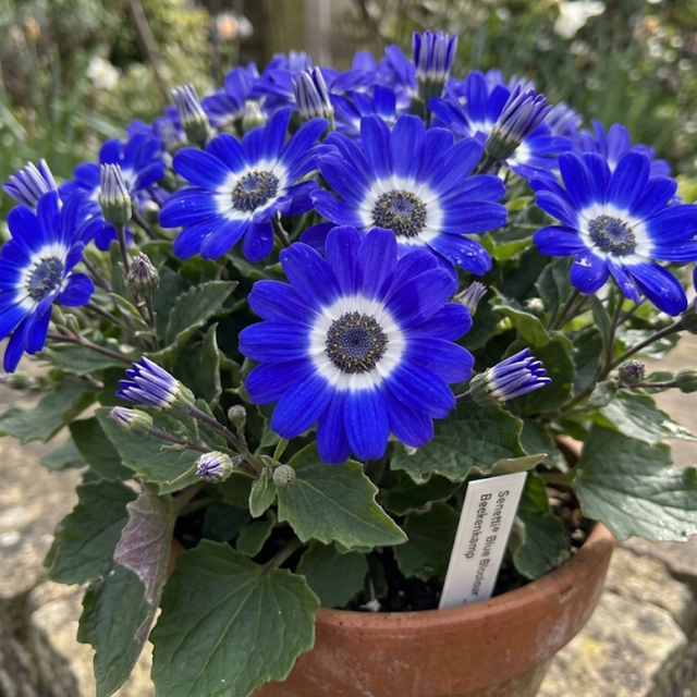 1 Large Bedding Plant - Senetti Blue Bicolour, Outdoor Garden Ready, 2L Pot - Frankton's
