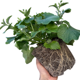 1 Large Bedding Plant - Senetti Blue Bicolour, Outdoor Garden Ready, 2L Pot - Frankton's
