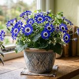 1 Large Bedding Plant - Senetti Blue Bicolour, Outdoor Garden Ready, 2L Pot - Frankton's