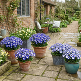 1 Large Bedding Plant - Senetti Blue Bicolour, Outdoor Garden Ready, 2L Pot - Frankton's