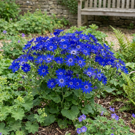 1 Large Bedding Plant - Senetti Deep Blue, Outdoor Garden Ready, 2L Pot - Frankton's
