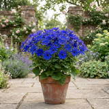 1 Large Bedding Plant - Senetti Deep Blue, Outdoor Garden Ready, 2L Pot - Frankton's