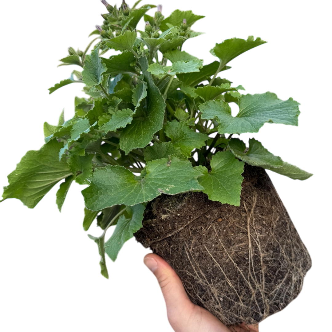 1 Large Bedding Plant - Senetti Deep Blue, Outdoor Garden Ready, 2L Pot - Frankton's