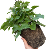 1 Large Bedding Plant - Senetti Deep Blue, Outdoor Garden Ready, 2L Pot - Frankton's