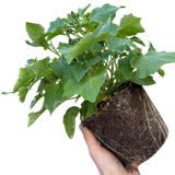 1 Large Bedding Plant - Senetti Magenta, Outdoor Garden Ready, 2L Pot - Frankton's