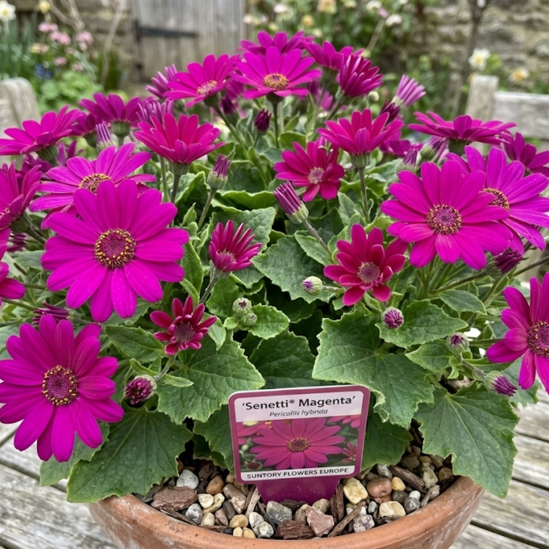 1 Large Bedding Plant - Senetti Magenta, Outdoor Garden Ready, 2L Pot - Frankton's