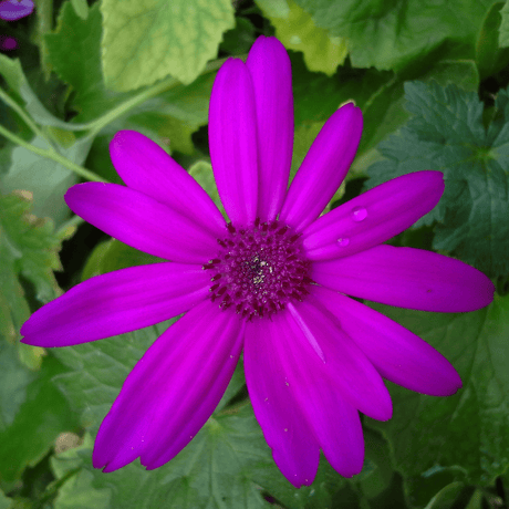 1 Large Bedding Plant - Senetti Magenta, Outdoor Garden Ready, 2L Pot - Frankton's
