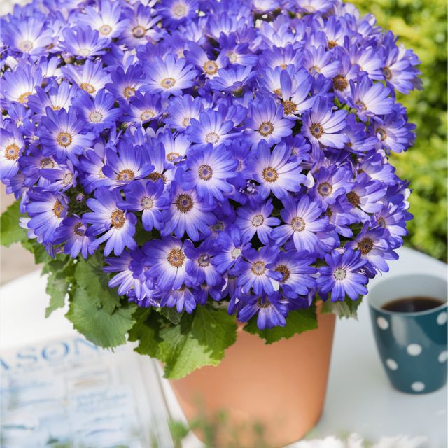 1 Large Bedding Plant - Senetti Magic Blue, Outdoor Garden Ready, 2L Pot - Frankton's