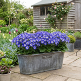 1 Large Bedding Plant - Senetti Magic Blue, Outdoor Garden Ready, 2L Pot - Frankton's