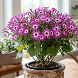 1 Large Bedding Plant - Senetti Pink Bicolour, Outdoor Garden Ready, 2L Pot - Frankton's