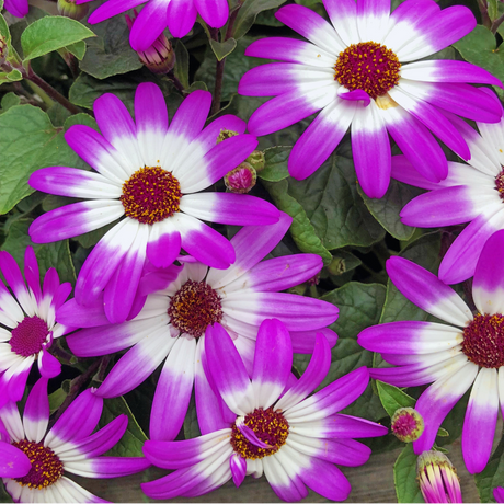 1 Large Bedding Plant - Senetti Pink Bicolour, Outdoor Garden Ready, 2L Pot - Frankton's
