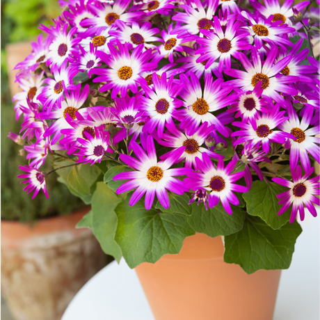 1 Large Bedding Plant - Senetti Pink Bicolour, Outdoor Garden Ready, 2L Pot - Frankton's