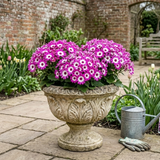 1 Large Bedding Plant - Senetti Pink Bicolour, Outdoor Garden Ready, 2L Pot - Frankton's