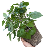 1 Large Bedding Plant - Senetti Pink Bicolour, Outdoor Garden Ready, 2L Pot - Frankton's