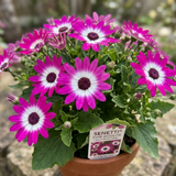 1 Large Bedding Plant - Senetti Pink Bicolour, Outdoor Garden Ready, 2L Pot - Frankton's