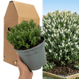 1 Large, Garden Ready Plant - Hebe Sutherlandii (Shrubby Veronica), 17cm/2L Pot - Frankton's
