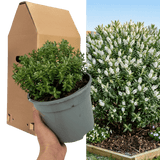 1 Large, Garden Ready Plant - Hebe Sutherlandii (Shrubby Veronica), 17cm/2L Pot - Frankton's