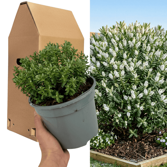 1 Large, Garden Ready Plant - Hebe Sutherlandii (Shrubby Veronica), 17cm/2L Pot - Frankton's