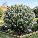 1 Large, Garden Ready Plant - Hebe Sutherlandii (Shrubby Veronica), 17cm/2L Pot - Frankton's