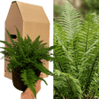 1 Large, Garden Ready Plant - Korean Rock Fern Polystichum Tsus Simense, 2L Pot - Frankton's
