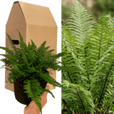 1 Large, Garden Ready Plant - Korean Rock Fern Polystichum Tsus Simense, 2L Pot - Frankton's