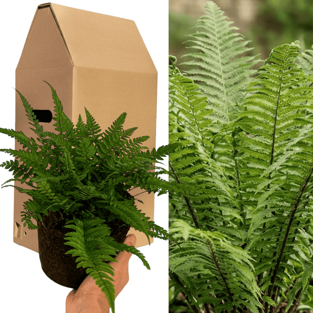 1 Large, Garden Ready Plant - Korean Rock Fern Polystichum Tsus Simense, 2L Pot - Frankton's