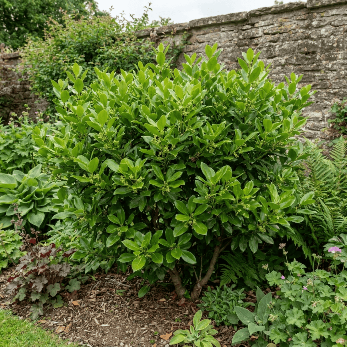 1 Large Hedge Plant - Griselinia Littoralis, Outdoor Garden Ready, 2L Pot - Frankton's