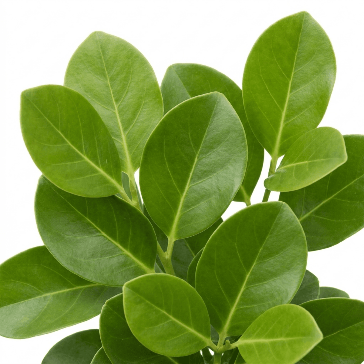 1 Large Hedge Plant - Griselinia Littoralis, Outdoor Garden Ready, 2L Pot - Frankton's