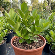 1 Large Hedge Plant - Griselinia Littoralis, Outdoor Garden Ready, 2L Pot - Frankton's