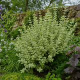 1 Large Hedge Plant - Ligustrum Argenteum, Outdoor Garden Ready, 2L Pot - Frankton's