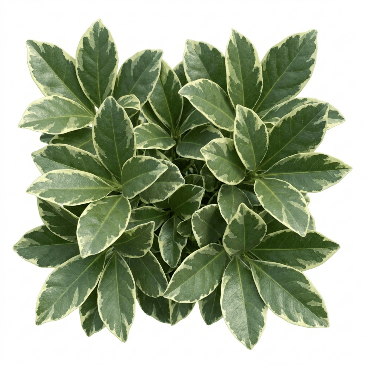 1 Large Hedge Plant - Ligustrum Argenteum, Outdoor Garden Ready, 2L Pot - Frankton's