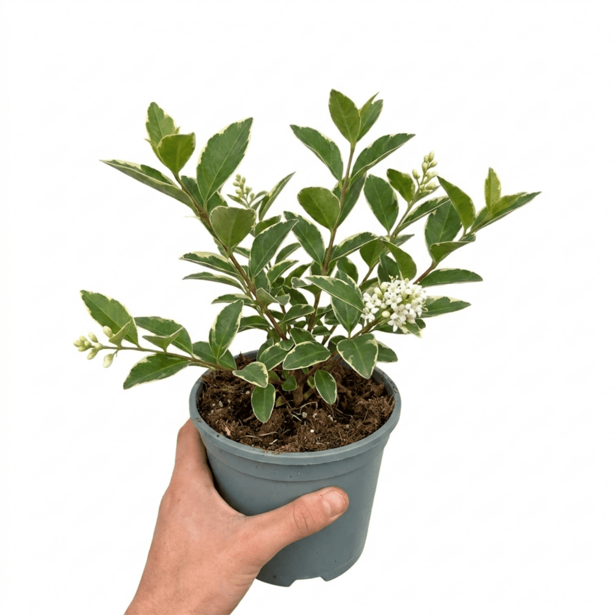 1 Large Hedge Plant - Ligustrum Argenteum, Outdoor Garden Ready, 2L Pot - Frankton's