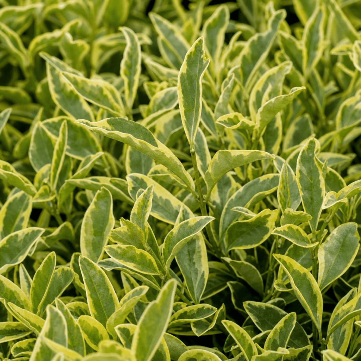 1 Large Hedge Plant - Ligustrum Argenteum, Outdoor Garden Ready, 2L Pot - Frankton's