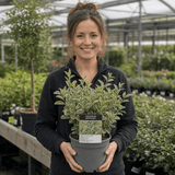1 Large Hedge Plant - Ligustrum Argenteum, Outdoor Garden Ready, 2L Pot - Frankton's
