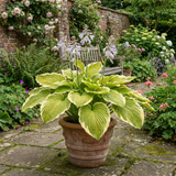 1 Large Hosta Atlantis Hardy Perennial Plant, Outdoor Garden Ready, 17cm Root-Ball, For Shade - Frankton's