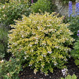 1 Large Plant - Abelia Francis Mason, Ready to Plant in Your Garden, 2L Pot - Frankton's