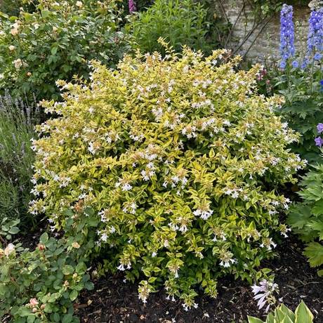 1 Large Plant - Abelia Francis Mason, Ready to Plant in Your Garden, 2L Pot - Frankton's