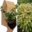 1 Large Plant - Abelia Francis Mason, Ready to Plant in Your Garden, 2L Pot - Frankton's