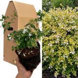1 Large Plant - Abelia Francis Mason, Ready to Plant in Your Garden, 2L Pot - Frankton's