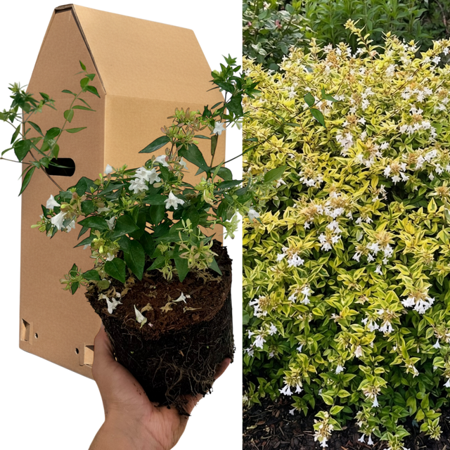 1 Large Plant - Abelia Francis Mason, Ready to Plant in Your Garden, 2L Pot - Frankton's