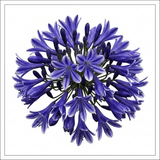 1 Large Plant - Agapanthus Charlotte, Ready to Plant in Your Garden, 2L Pot - Frankton's