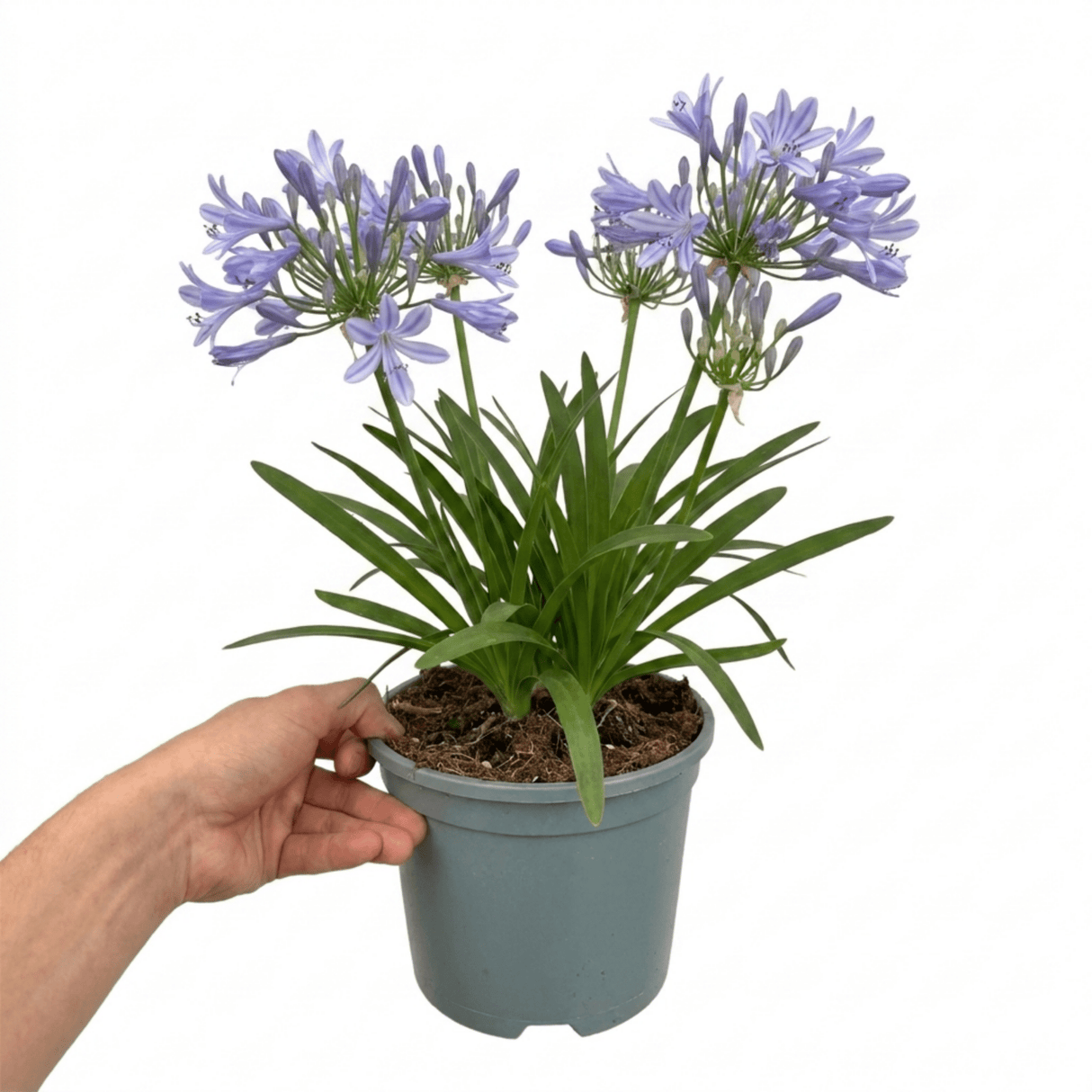 1 Large Plant - Agapanthus Charlotte, Ready to Plant in Your Garden, 2L Pot - Frankton's