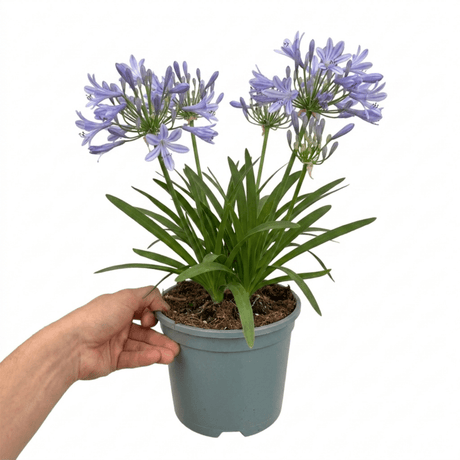 1 Large Plant - Agapanthus Charlotte, Ready to Plant in Your Garden, 2L Pot - Frankton's
