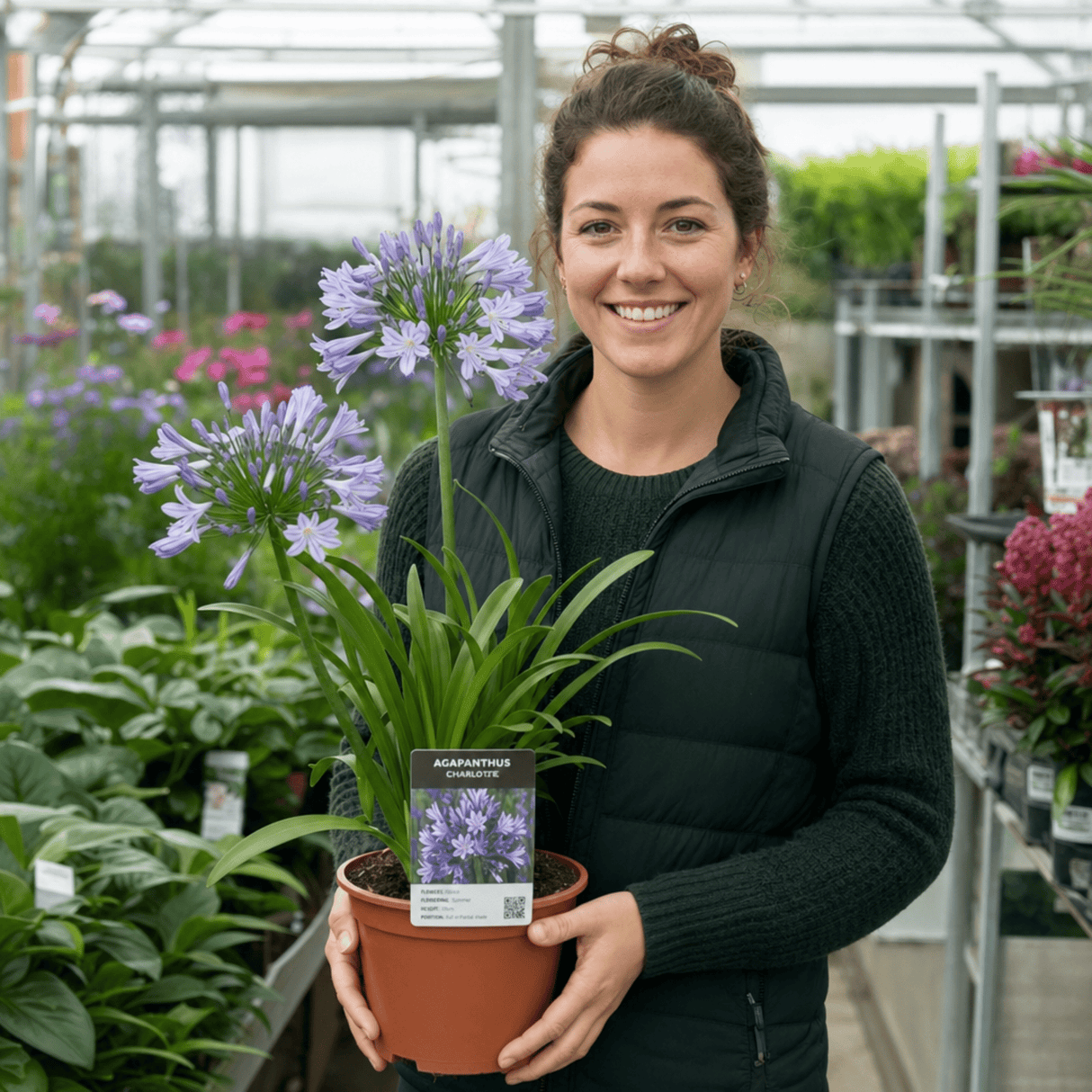 1 Large Plant - Agapanthus Charlotte, Ready to Plant in Your Garden, 2L Pot - Frankton's