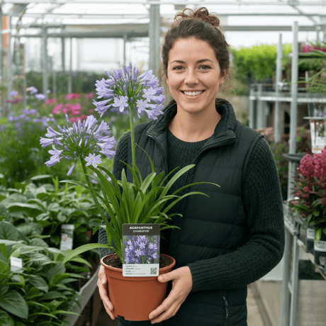 1 Large Plant - Agapanthus Charlotte, Ready to Plant in Your Garden, 2L Pot - Frankton's