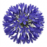 1 Large Plant - Agapanthus Northern Star, Ready to Plant in Your Garden, 2L Pot - Frankton's