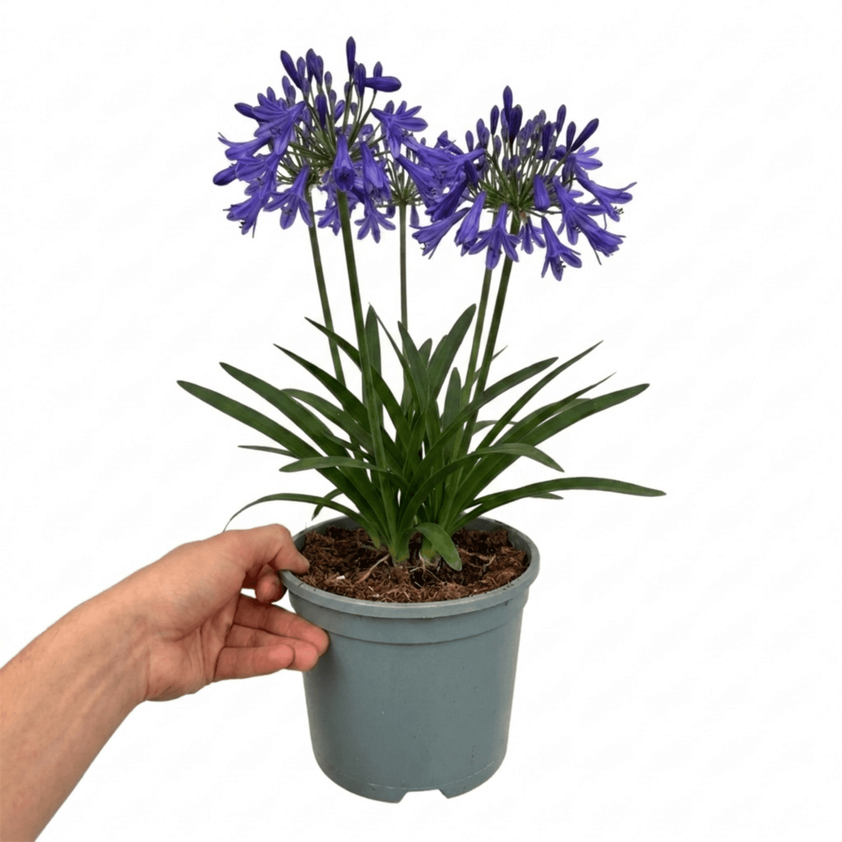 1 Large Plant - Agapanthus Northern Star, Ready to Plant in Your Garden, 2L Pot - Frankton's