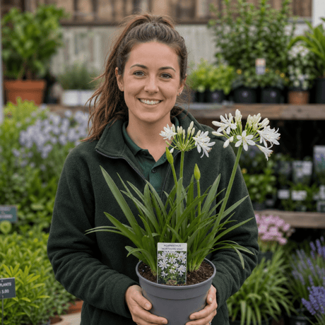 1 Large Plant - Agapanthus Northern Star, Ready to Plant in Your Garden, 2L Pot - Frankton's