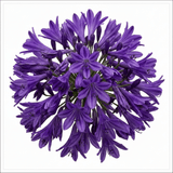 1 Large Plant - Agapanthus Poppin Purple, Ready to Plant in Your Garden, 2L Pot - Frankton's